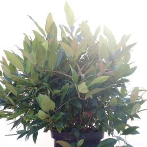 leucothoe-axillaris-scarletta
