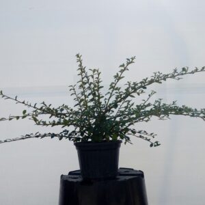 cotoneaster-dammeri