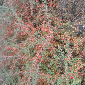 cotoneaster dammeri