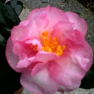 camelia sasanqua