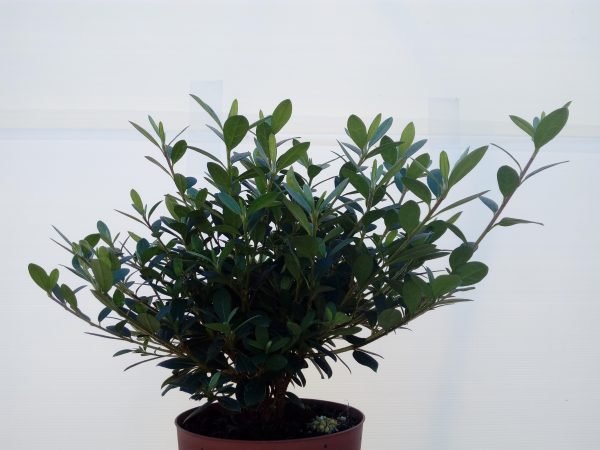 Azalea vaso 16 - immagine 2