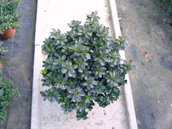 Azalea vaso 16 - immagine 5