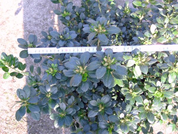 Azalea vaso 16 - immagine 4