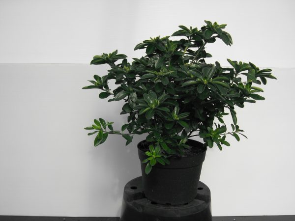 azalea