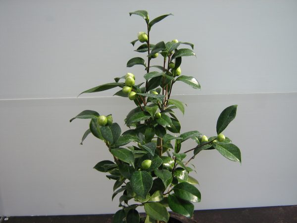 camelia japonica