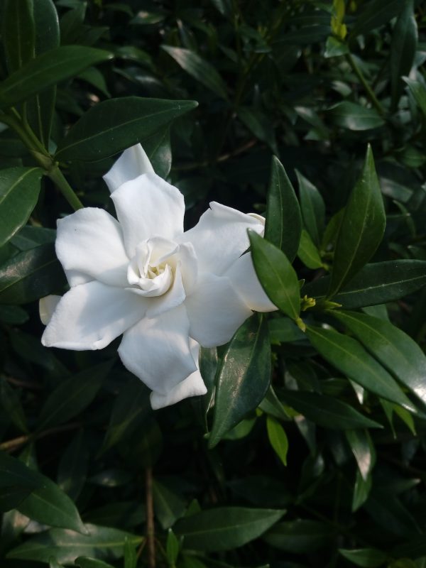 Gardenia Jasminoides Repens - immagine 2