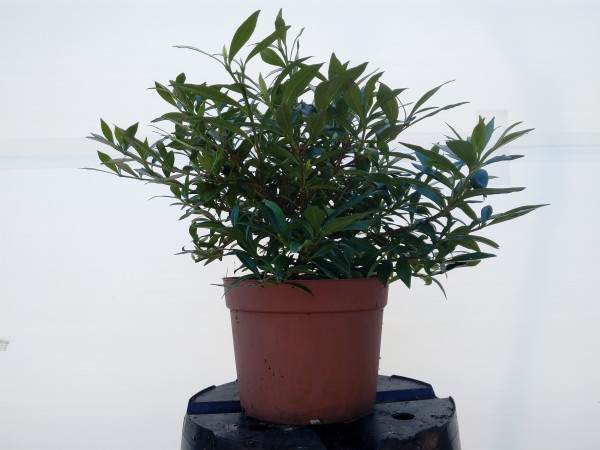Gardenia Jasminoides Repens