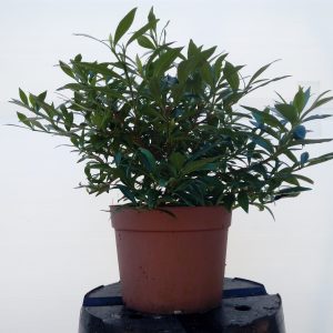 Gardenia Jasminoides Repens
