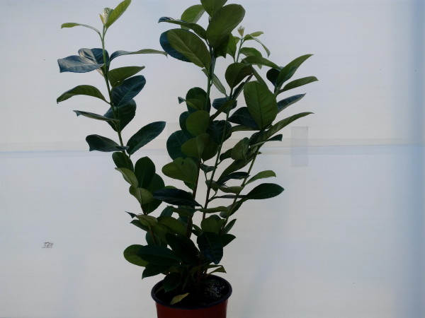 lauroceraso