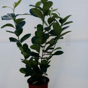 lauroceraso
