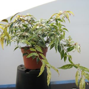 leucothoe-fontanesiana-rainbow