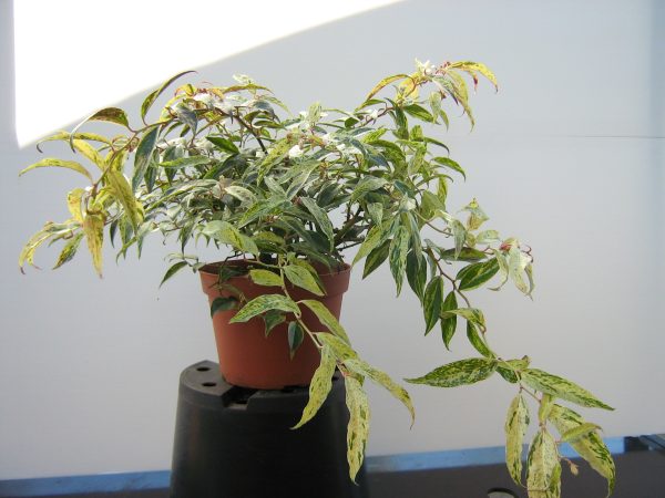 leucothoe-fontanesiana-rainbow