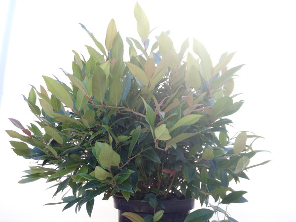 leucothoe-axillaris-scarletta