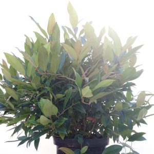 leucothoe-axillaris-scarletta