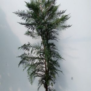 leylandii