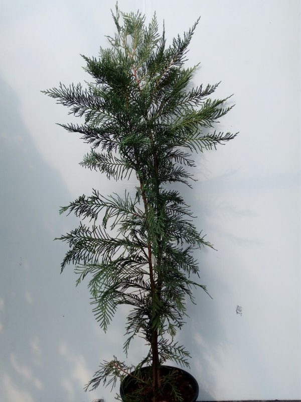 leylandii