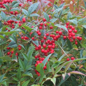 nandina domestica