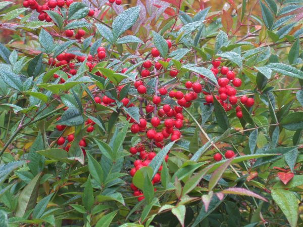 nandina domestica