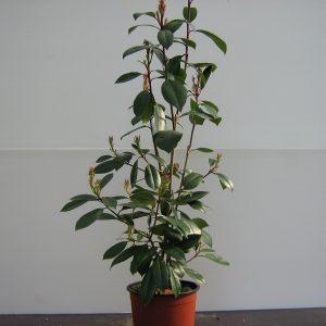 photinia