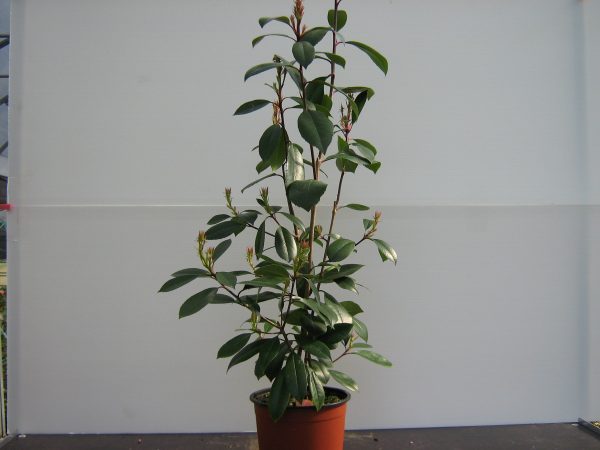 photinia