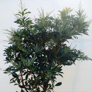 pieris japonica forest flame