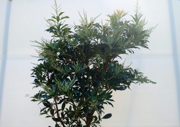 pieris japonica forest flame