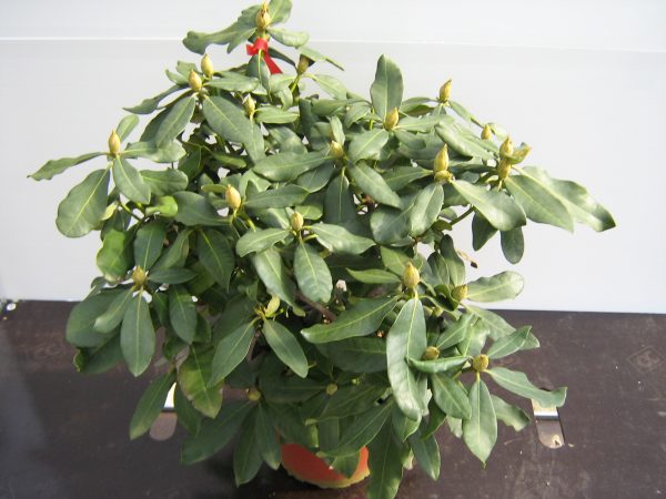 rhododendron