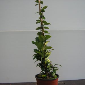 rhyncospermum