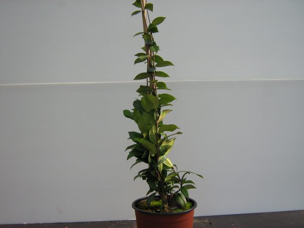 rhyncospermum