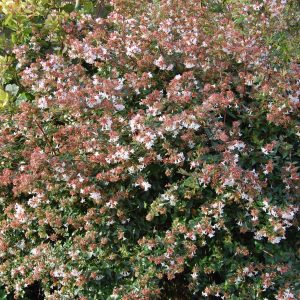 abelia