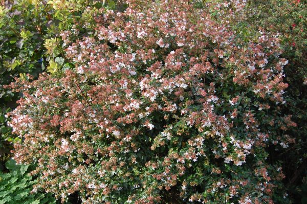 abelia