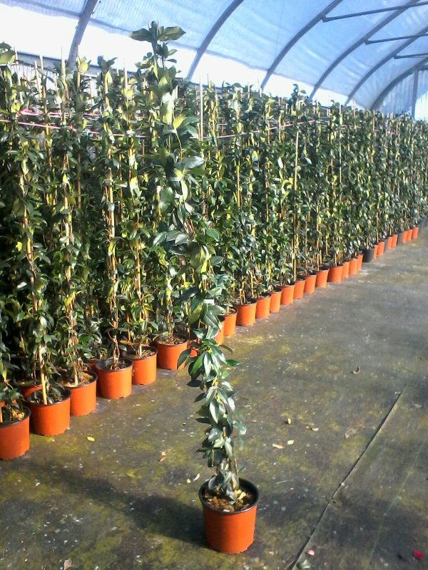 rhyncospermum