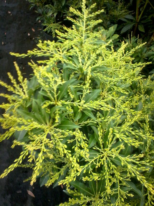 Pieris Japonica Forest Flame - immagine 2