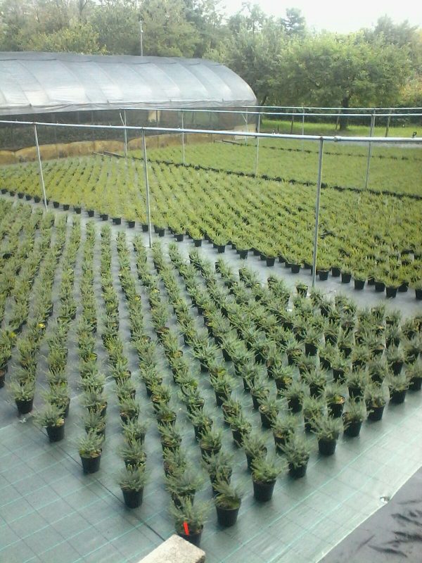 erica darleyensis