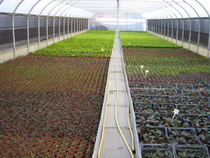 veduta serre 001