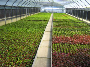 veduta serre 002