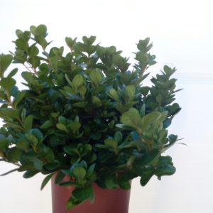 azalea