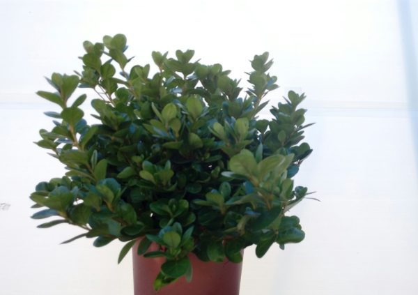 azalea