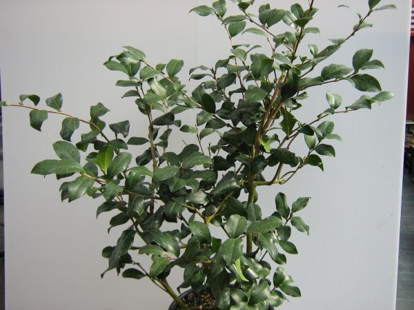 camelia sasanqua