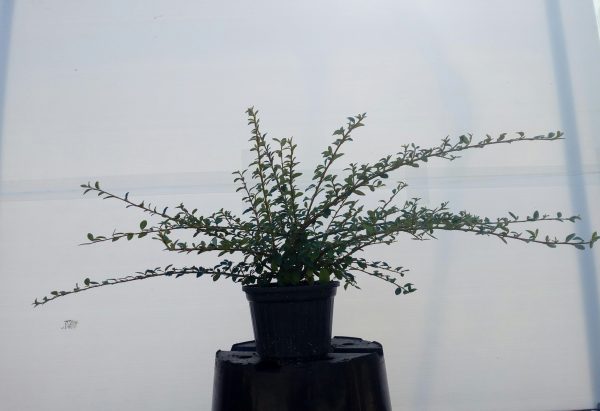 cotoneaster-dammeri
