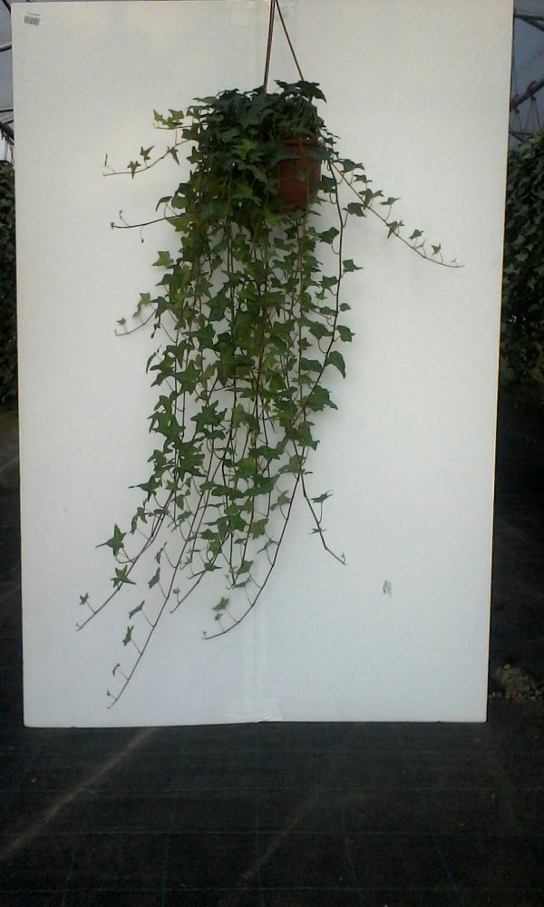 hedera-verde