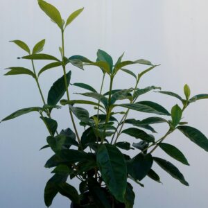 gardenia-grandiflora