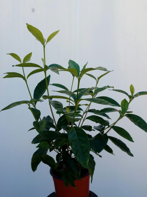 gardenia-grandiflora