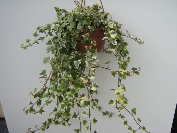 Hedera Screziata - immagine 2