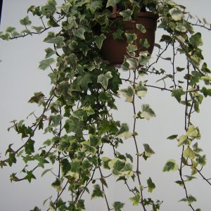 Hedera Screziata