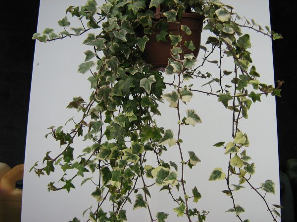 Hedera Screziata