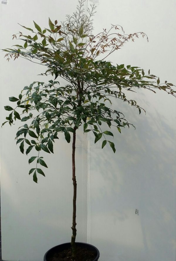 Nandina domestica