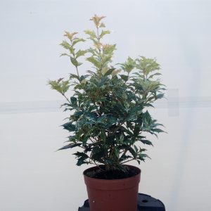 osmanthus-tricolor