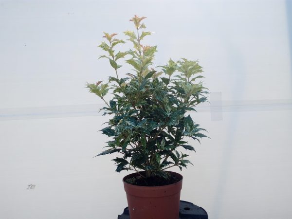 osmanthus-tricolor