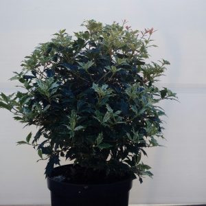 Osmanthus Tricolor vaso 26